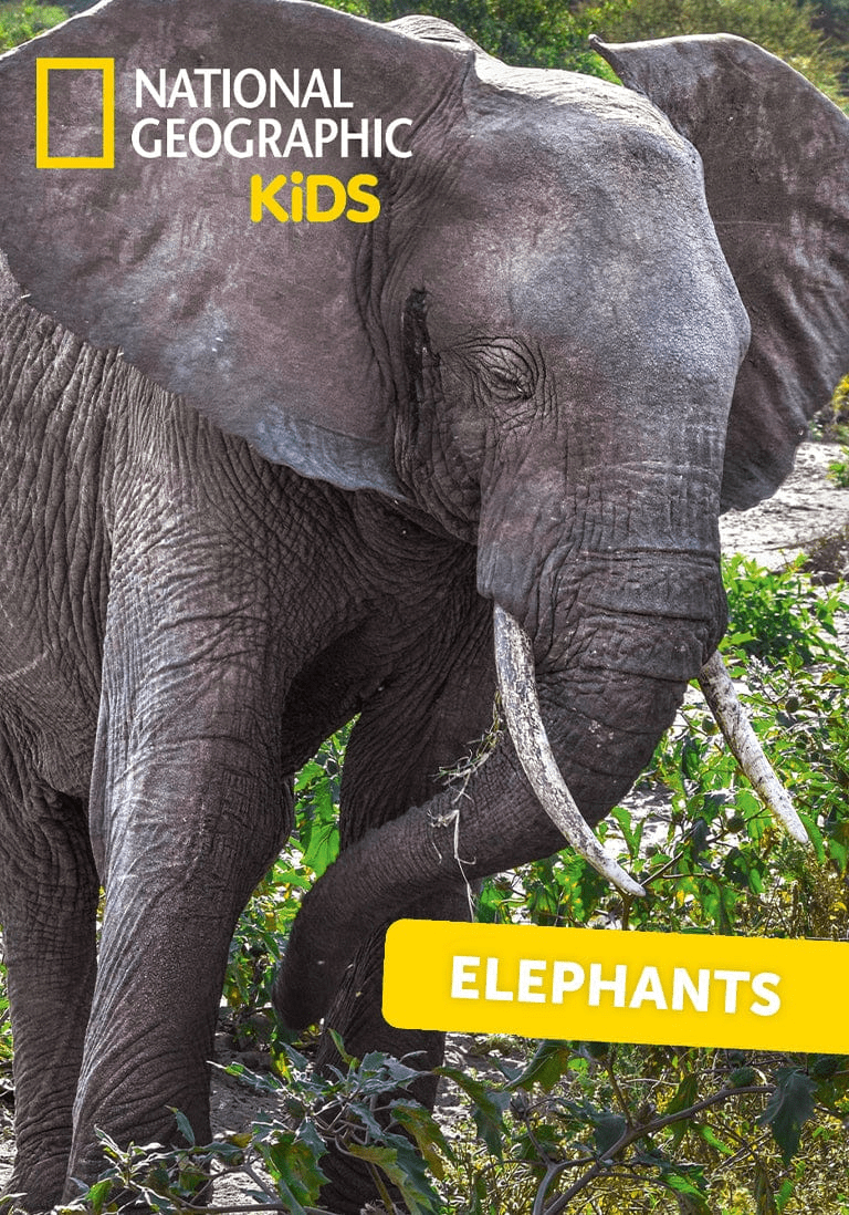 National Geographic Kids: Elephants Tonie